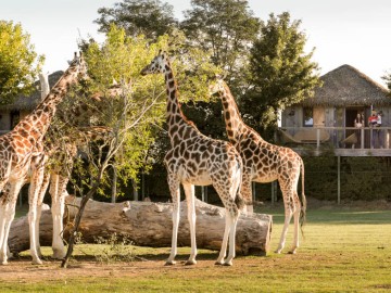 ZOO BOISSIERE DU DORE