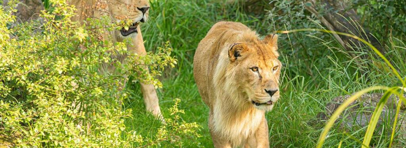 Zoo des Sables