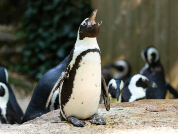 2-ZoodesSables-copyright-P.Chabot P.Chabot
