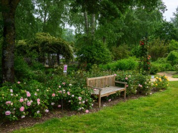 Les Chemins de la Rose - C. Poulin