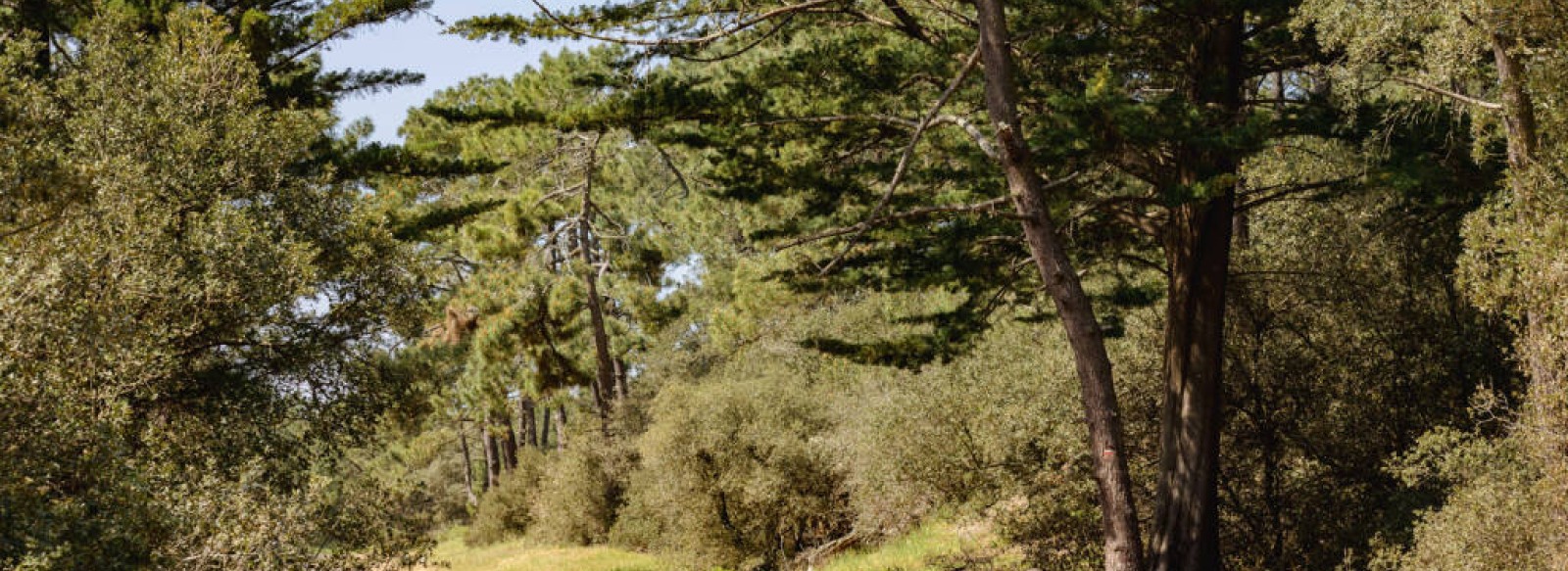 Foret domaniale d'Olonne