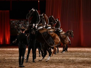 Le Cadre noir de Saumur B. Lemaire - Cadre Noir IFCE