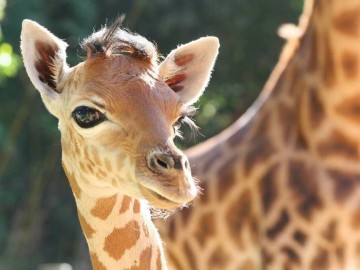 4-ZoodesSables-copyright-S.Silhol S.Silhol