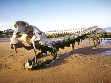 SERPENT D’OCÉAN de Huang Yong Ping