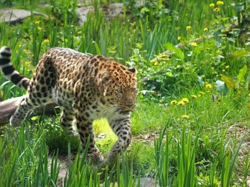 6-ZoodesSables-copyright-S.Silhol S.Silhol