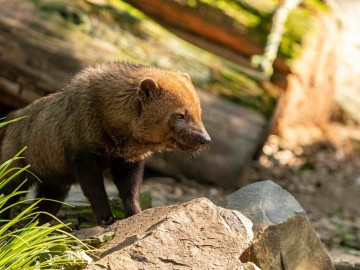 7-ZoodesSables-copyright-P.Chabot P.Chabot