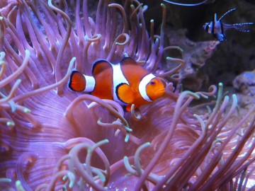 Copyright : Aquarium de Vendée