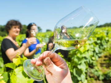 Une découverte originale du vignoble de Nantes