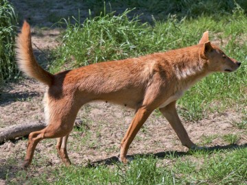 SPAYCIFIC ZOO