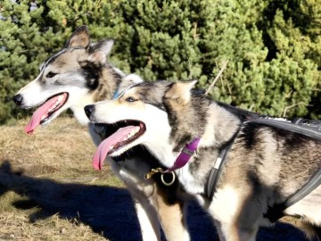 doggysport fb