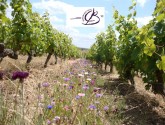 © Domaine des Forges