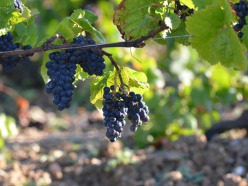 Domaine_StNicolas_ThierryMichon_3