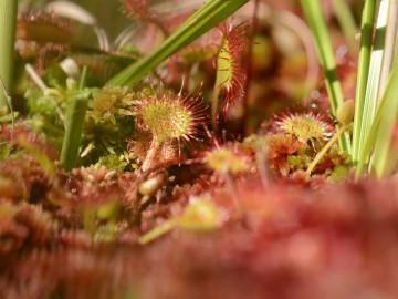Drosera rotundifolia