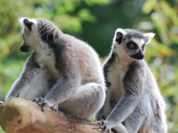 DSC_0192 Zoo de La Flèche