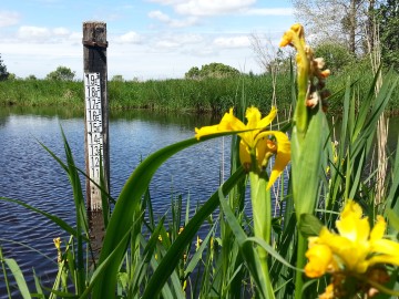 Île de Fédrun (Saint-Joachim) - Parc naturel régional de Brière