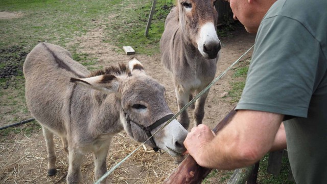Salsa et Fendi, les deux ânes de Provence du domai