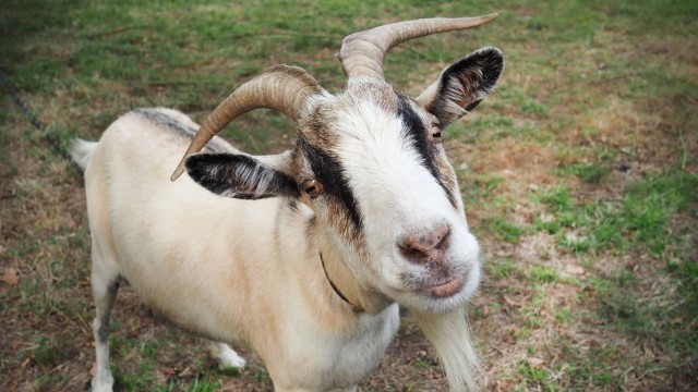 Le bouc de la ferme - Photo T. Le Gourrierec