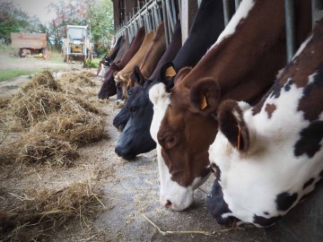 Des races rustiques et pour certaines en voie de disparition - Photo T. Le Gourrierec