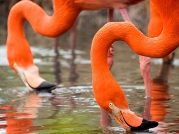 Flamants-de-cuba-ZoodesSables-S-Silhol Flamants-de-cuba-ZoodesSables-S-Silhol