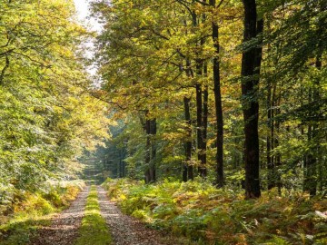 foret-de-berce-sarthe-chemin ©Jean-Philippe-BERLOSE-CEMJIKA