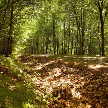 Enchanted forests!