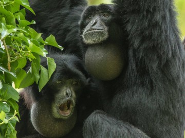 Bioparc-P.Chabot