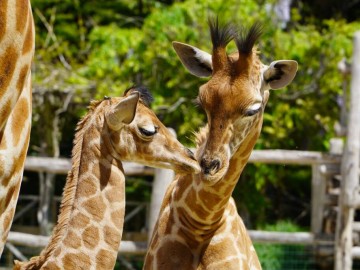 GIRAFONS_PSD I.Bihoreau