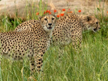 Bioparc-S.Gaudard
