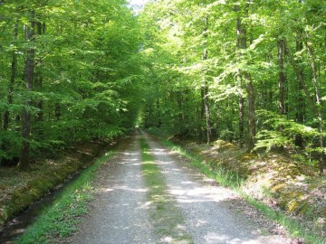 foret-du-gavre-le-gavre-44-pna-1 ©OT-Pays-Blain