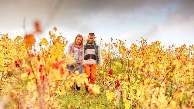 Découverte du Cellier vignoble des Pays de la Loire