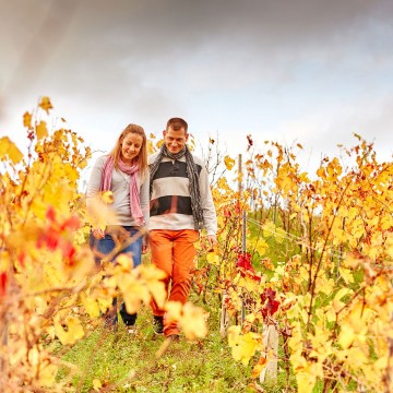 Winemaking estates and wine tourism
