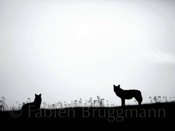 Fabien Bruggman