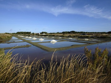 Marais salants de Noirmoutier