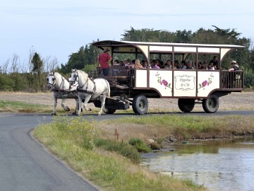 Balade en hippobus
