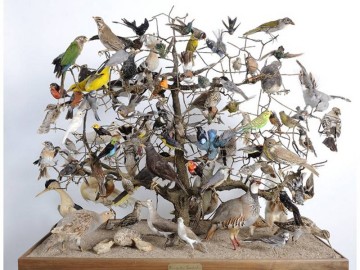 musee-denais-arbres-oiseaux-xixe-siecle-800-122502 CDT49