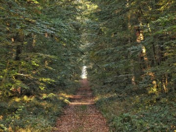 nature-foret-chandelais-baugeenanjou-anjou otbv