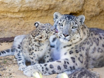 Bioparc-P.Chabot