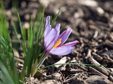 Safran-fleur-terroir-visite-cynfael-st-sauveur ©D.Drouet
