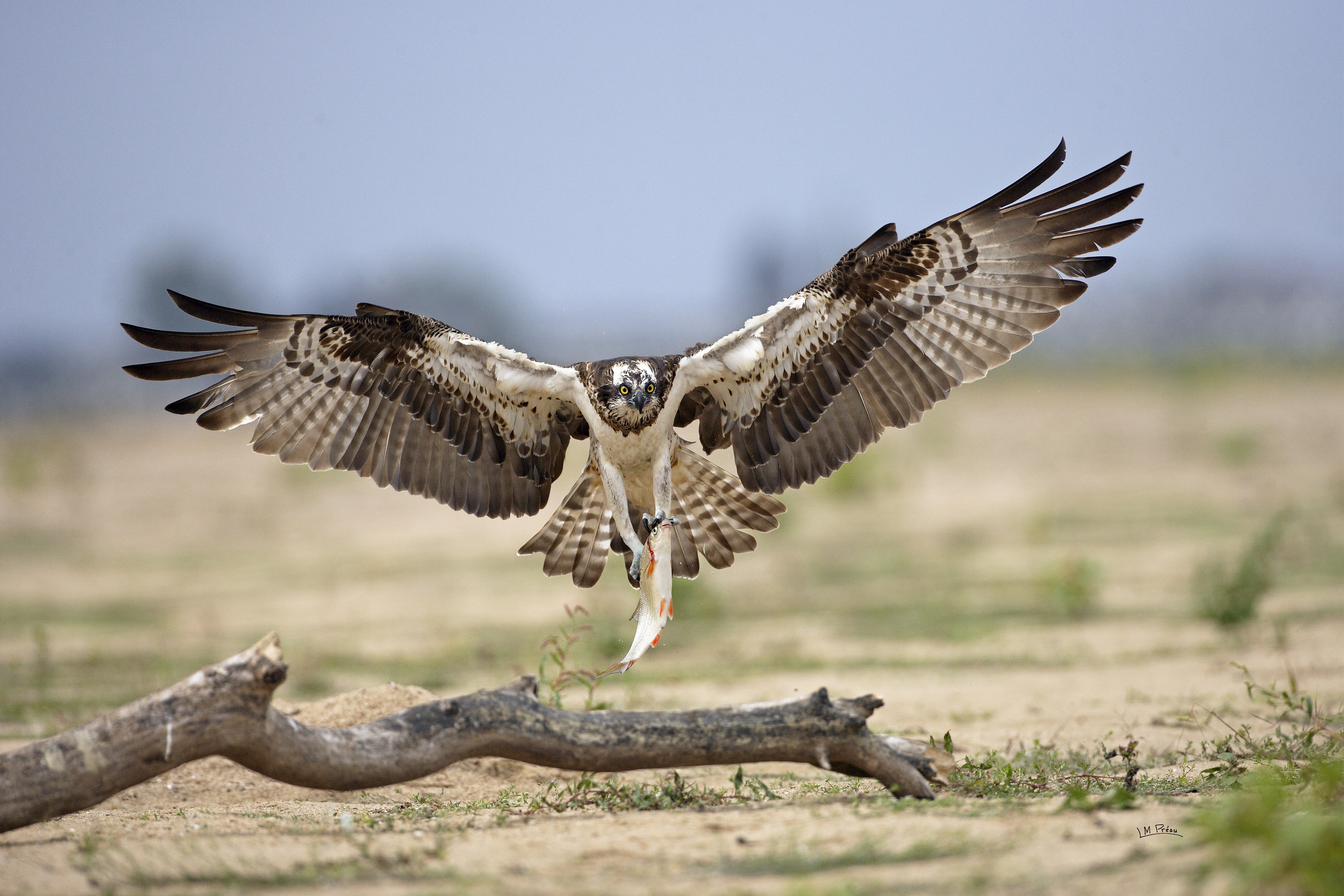 Balbuzard pêcheur de retour de pêche en bord de Loire © L.M Préau