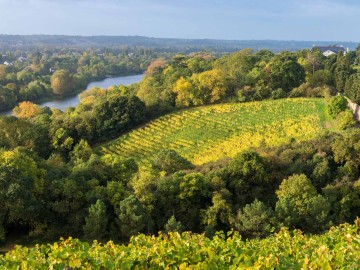 Coulée de Serrant à Savennières