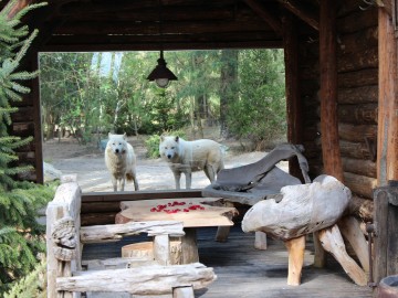 Zoo de la Flèche - Safari Lodge