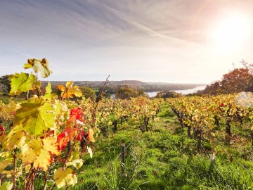 Domaine des Génaudières - Le Cellier et point de vue depuis le lieu-dit St-Méen (Le Cellier)	© A. Lamoureux