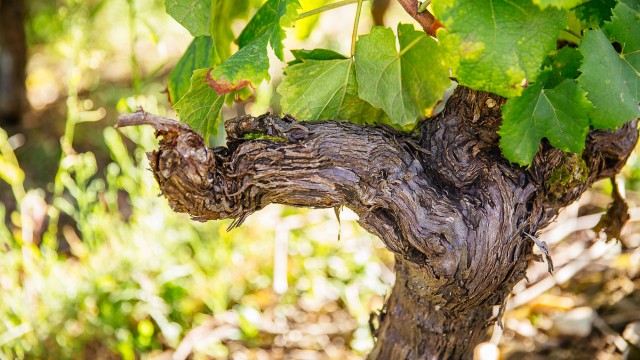 Domaine Coirier