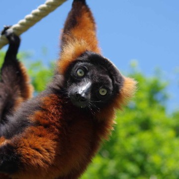 Be amazed at Spaycific'Zoo!