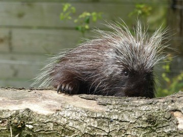 Spaycific_Zoo3 