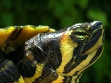 Tropicarium - Tortue - La Baule_8 DR