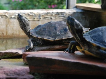 Tropicarium - tortues - La Baule_6 DR