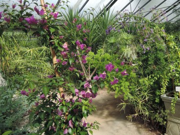 Tropicarium-Bonsai-La-Baule