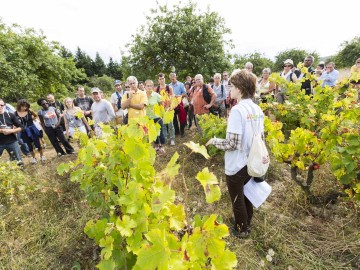 Vignes Vins et Randos dans le Jasnières