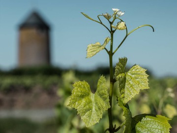 vignoble-de-nantes Domaine Ménard-Gaborit
